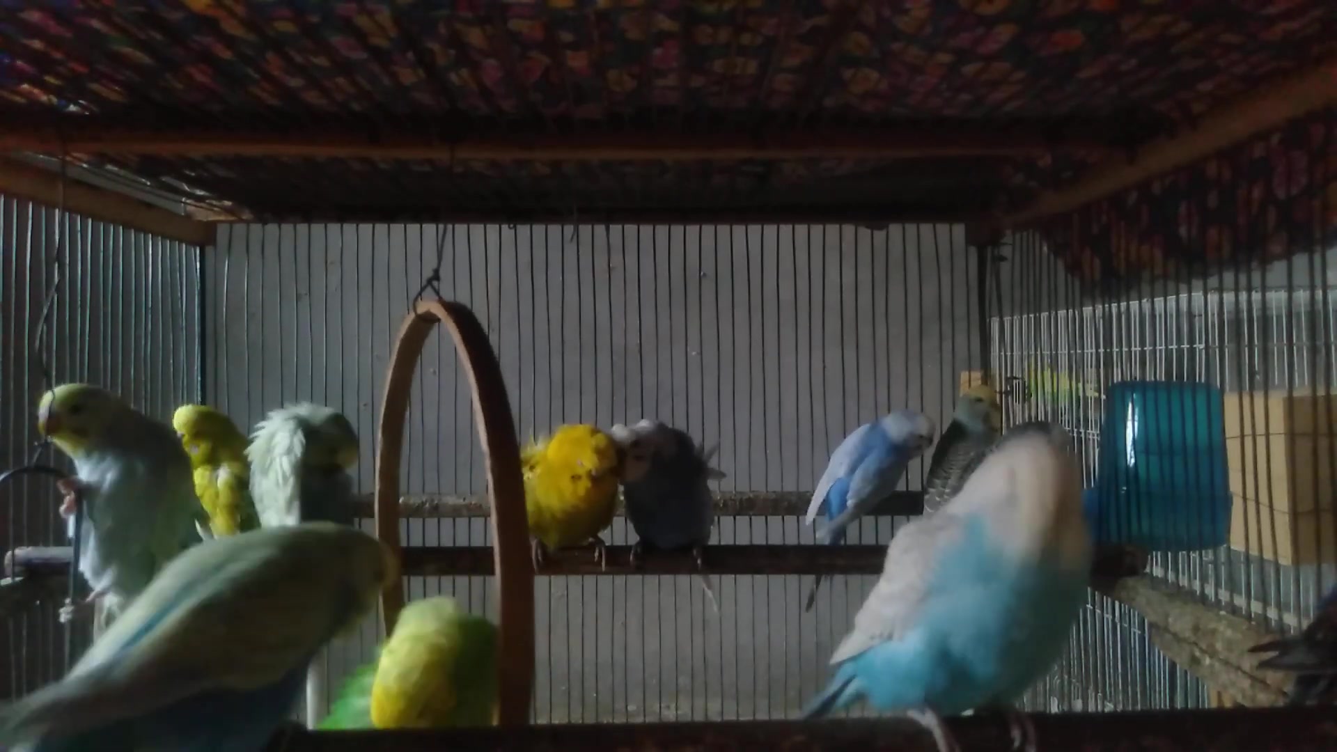 'Video thumbnail for Sleepy Parrots Compilation – Try Not to Say “Aww”! 😴💤'