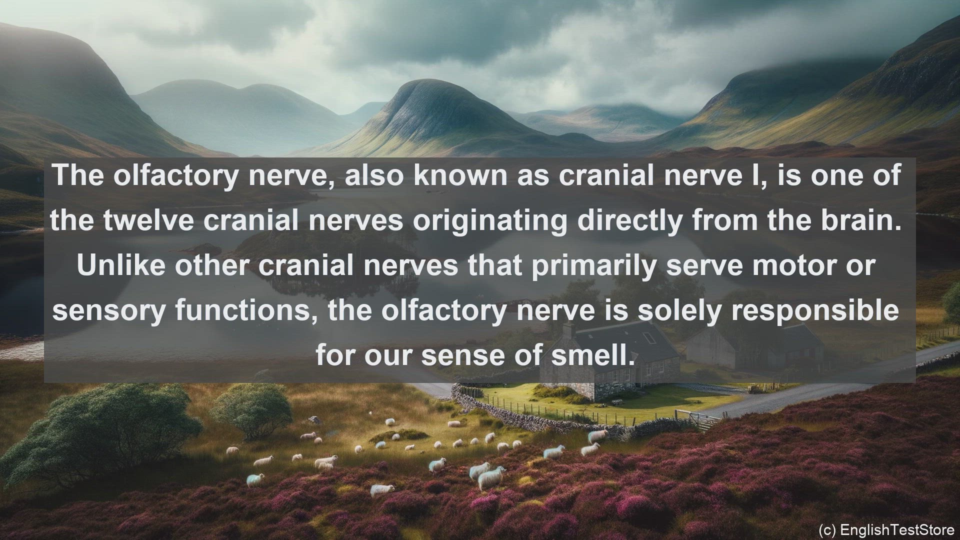 'Video thumbnail for Olfactory nerve in science  definition and examples'