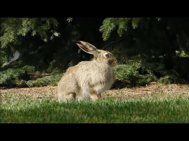 Video thumbnail for Rabbit Activity Patterns: Not What You Might Expect