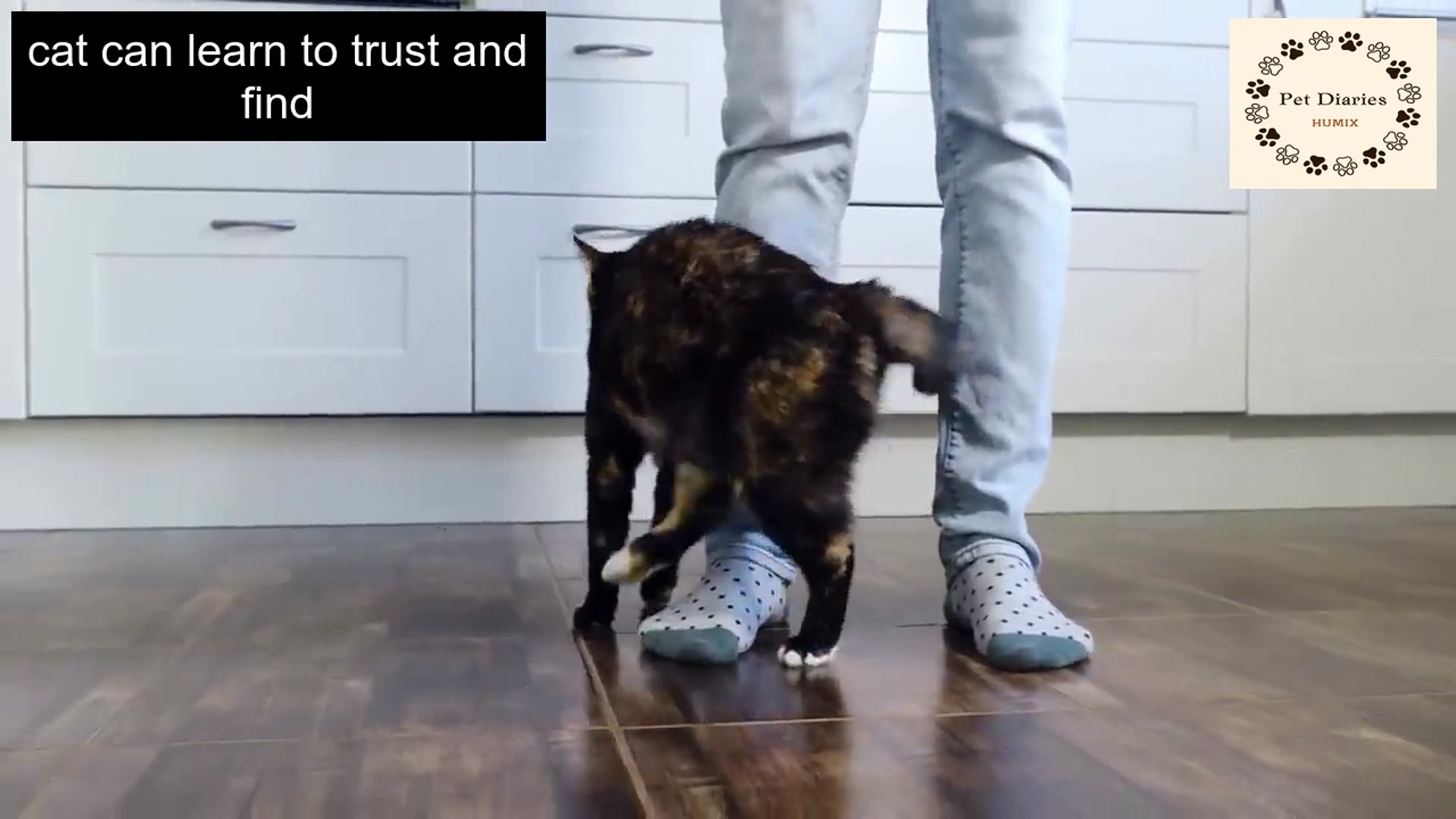 Video thumbnail for Do Cats Recognize Their Owners ???