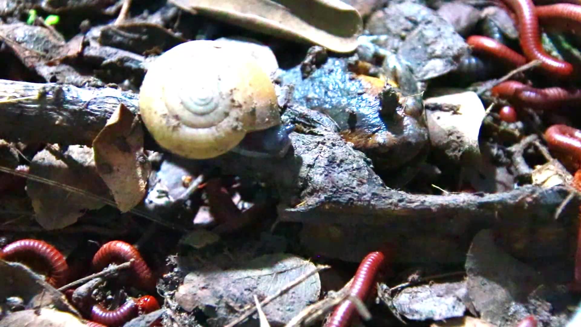 'Video thumbnail for In night Find at night Snail wark eat soil, red worm here'