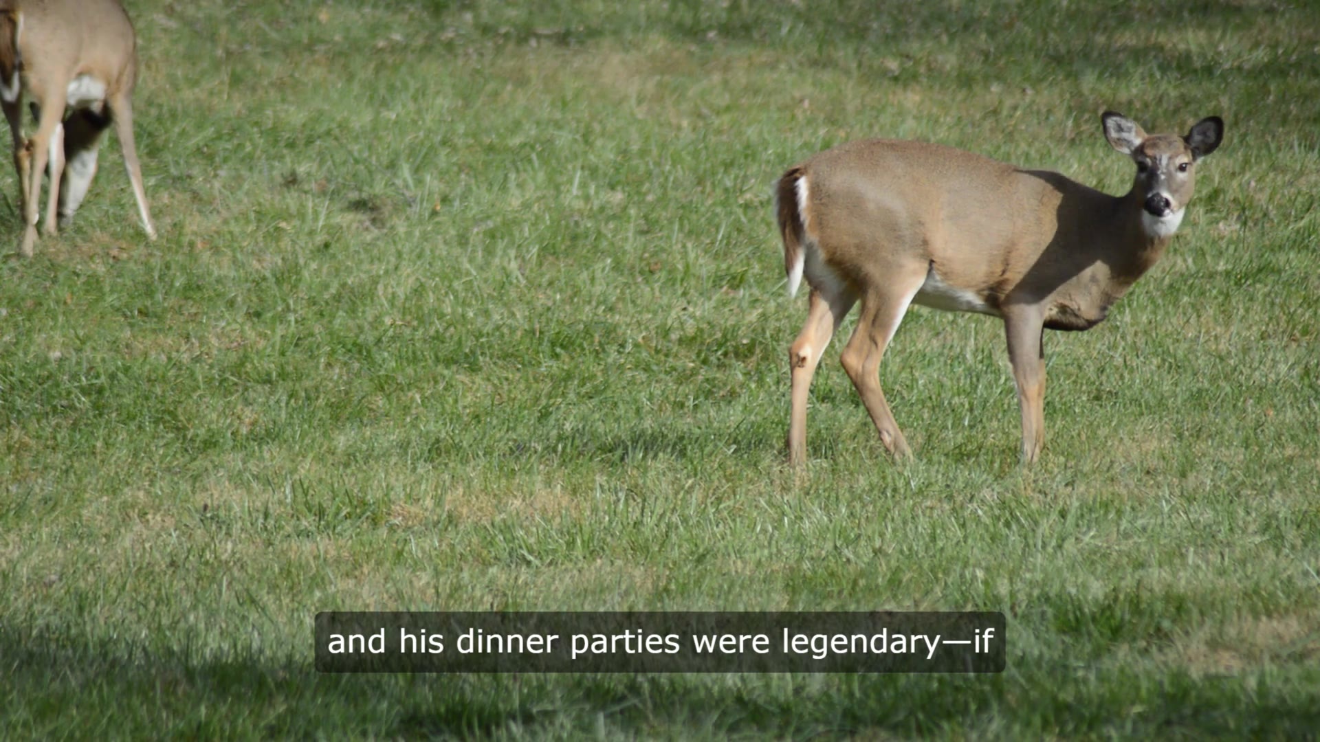 Video thumbnail for The Tasmanian Devil: A Whirling Legacy