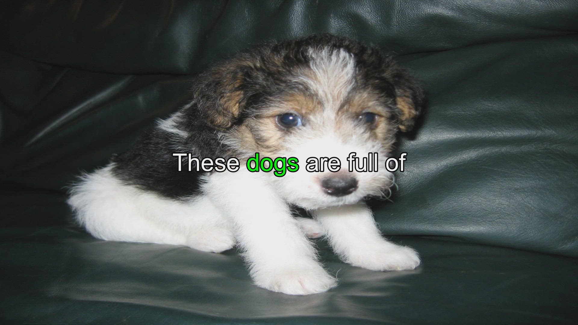 Wire hair fox terriers for sale near discount me