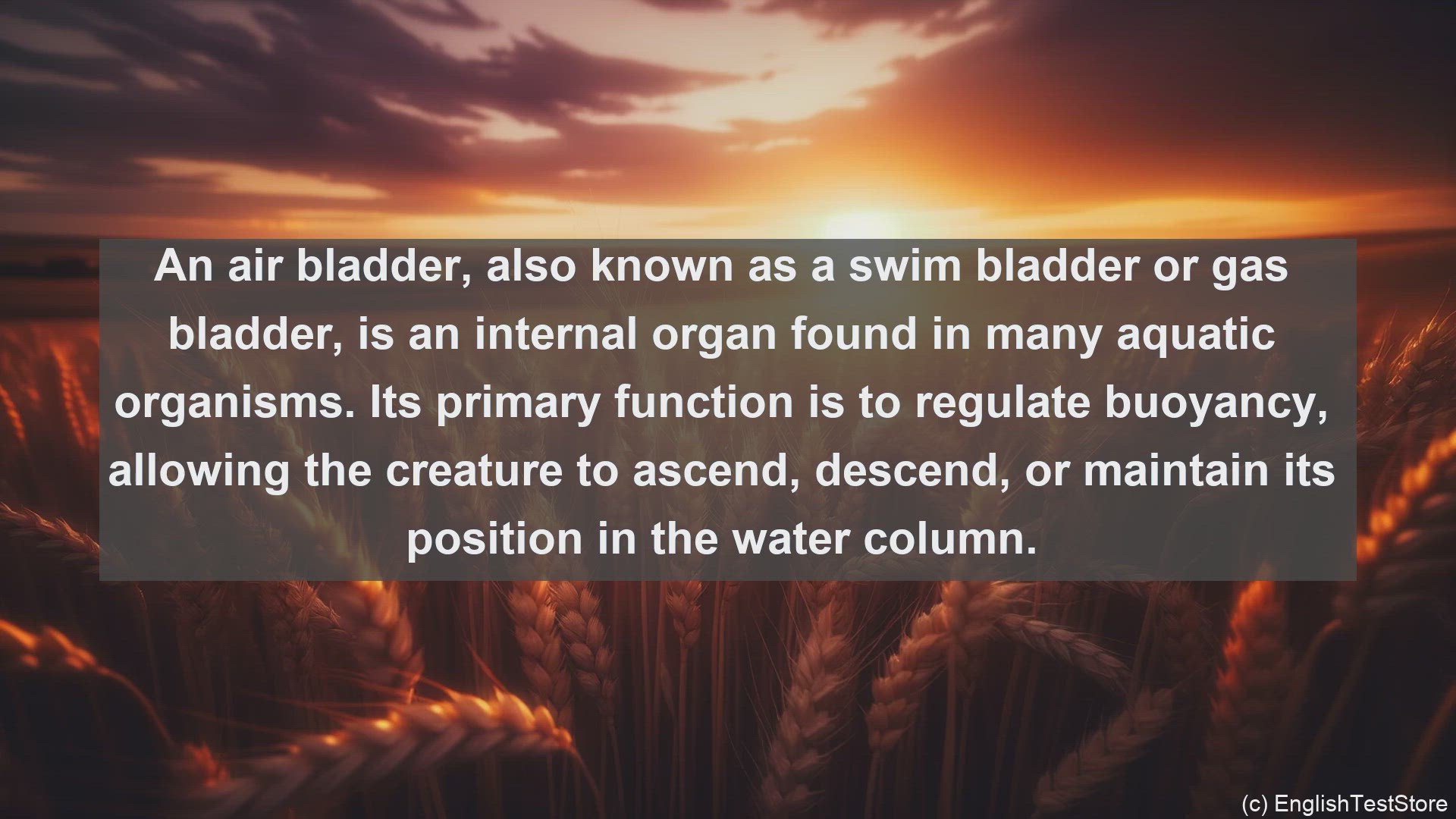 'Video thumbnail for Air bladder in science  definition and examples'
