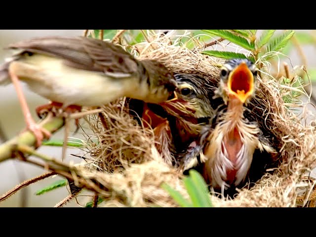 Video thumbnail for After wait to eat on nest, Wild baby's bird to fly eat here