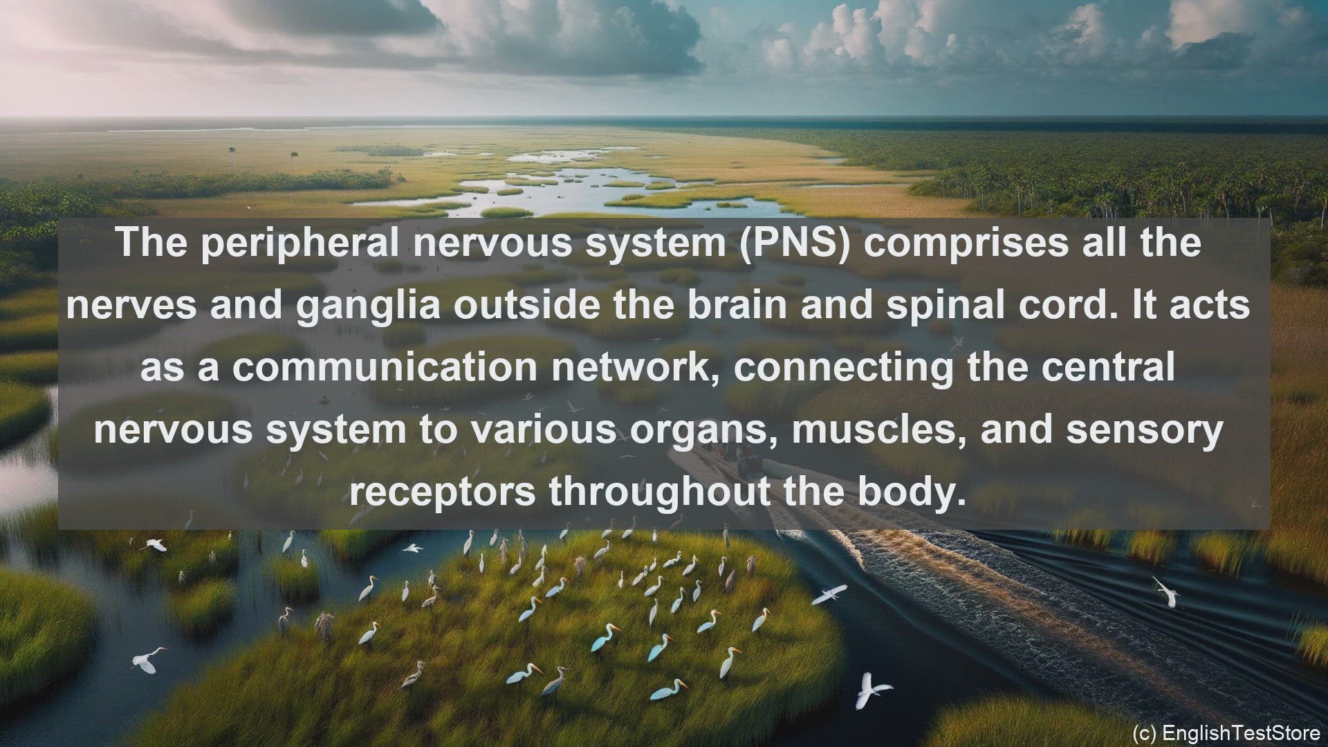 'Video thumbnail for Peripheral nervous system in science  definition and examples'