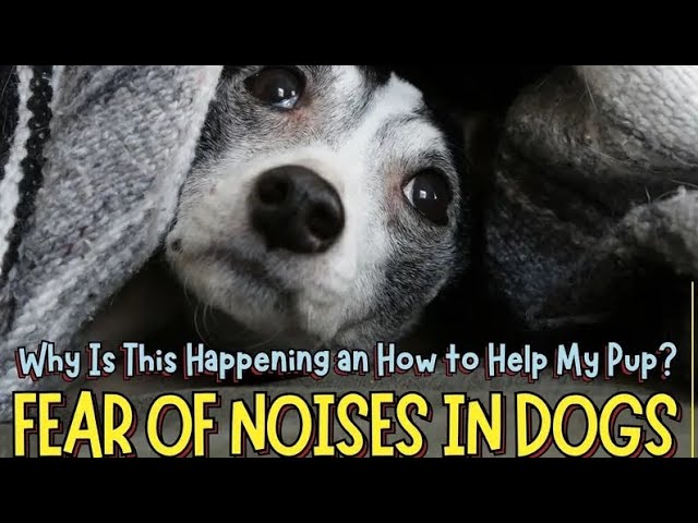 'Video thumbnail for Fear of Noises in Dogs: Why Certain Sounds Scare Your Dog?'