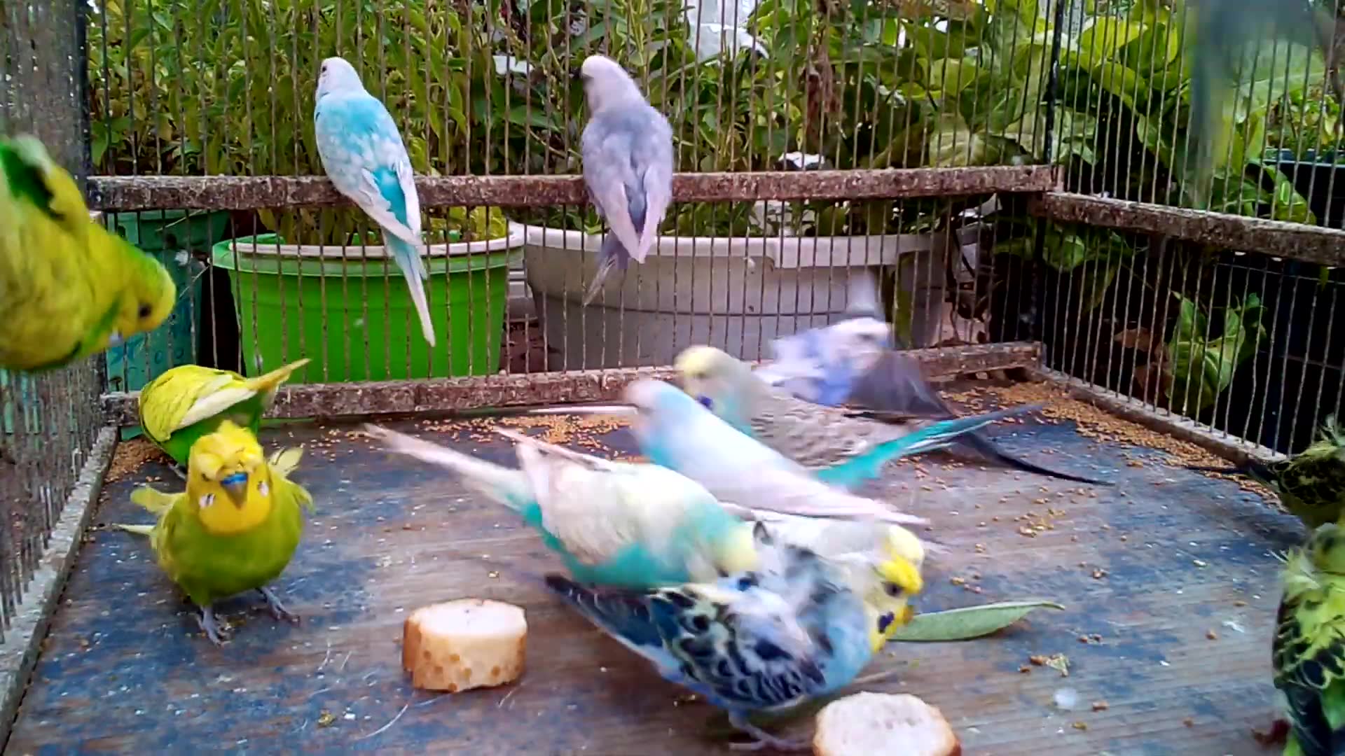 'Video thumbnail for 🦜  Parrot Hacks Every Owner Should Know! 🤯'