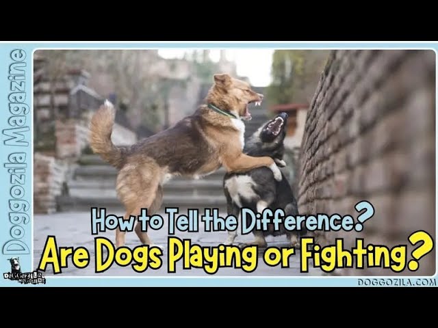 'Video thumbnail for How To Tell The Difference if Dogs Are Playing or Fighting?'