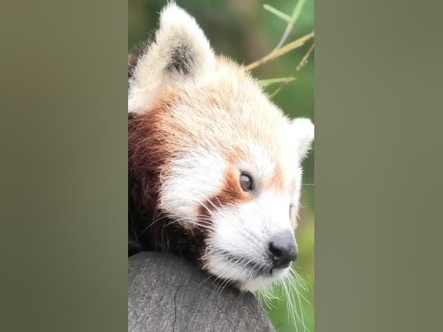 Video thumbnail for #SerengetiPark #Wohnmobil Giraffen-Küsse, Nashorn-Begegnungen und  Safari einfach unglaublich!