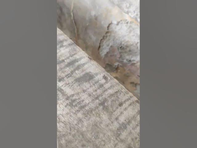 Video thumbnail for Ant😀😀😀