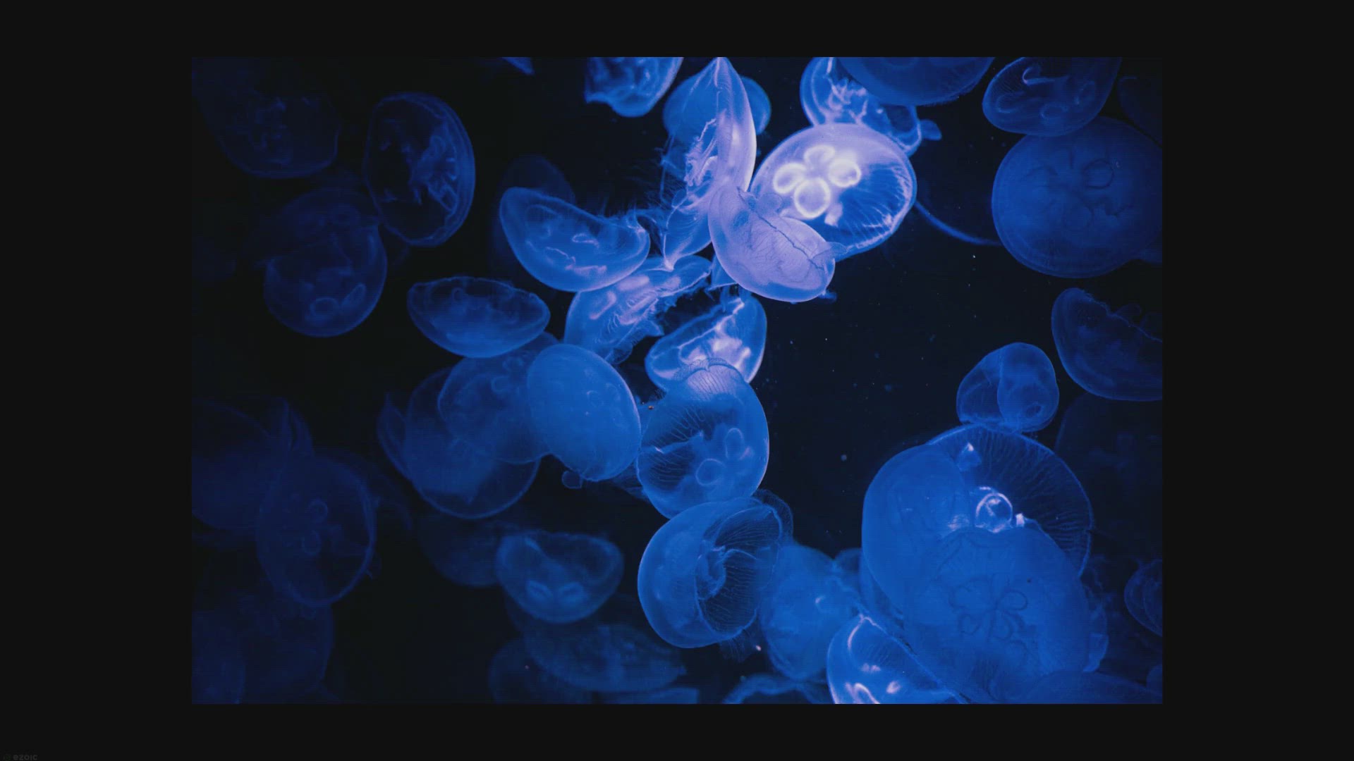 Video thumbnail for Low-Light Tank Fish: Species That Thrive in Dim Conditions