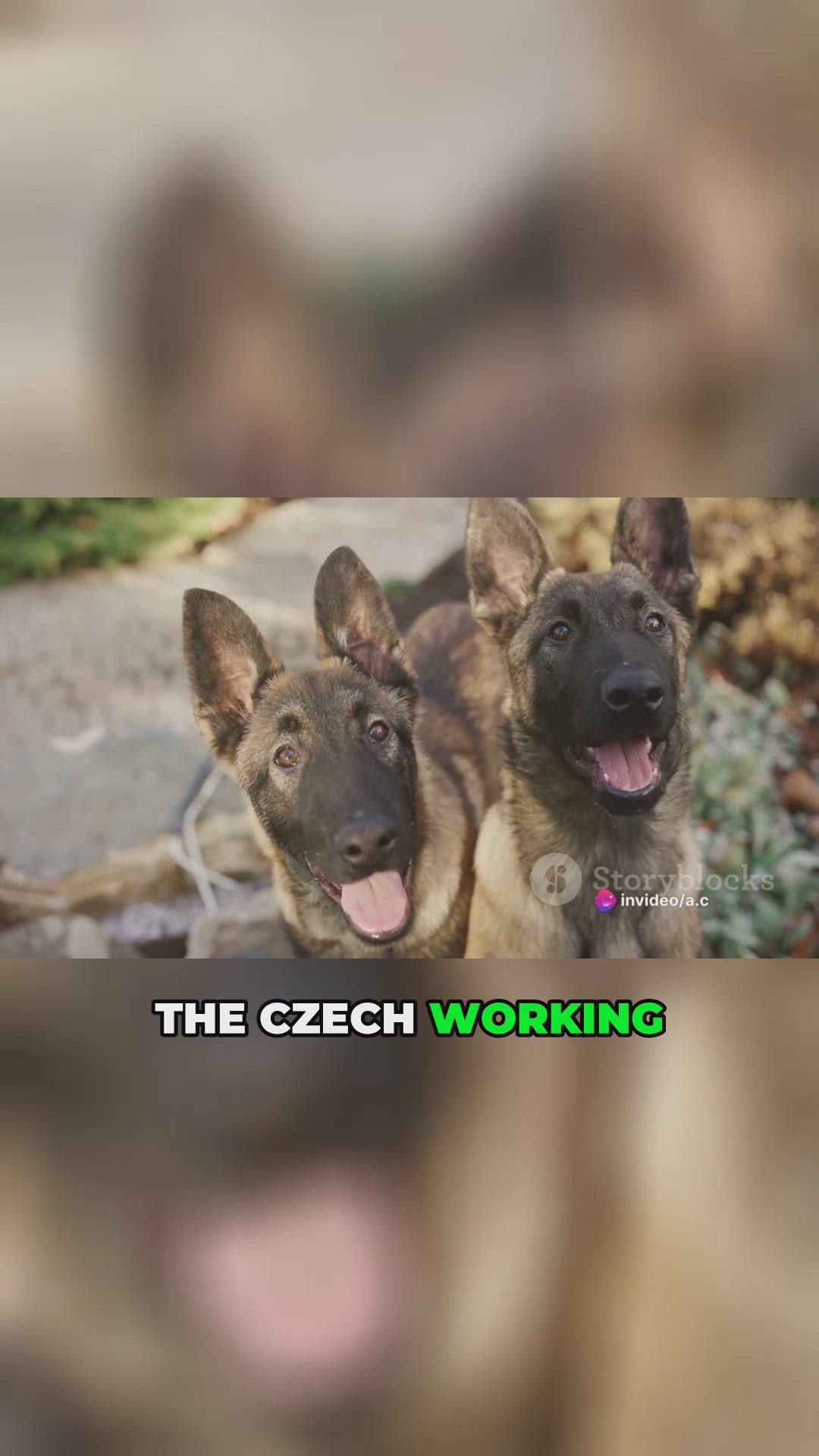 'Video thumbnail for Czech Shepherd Power (1)'