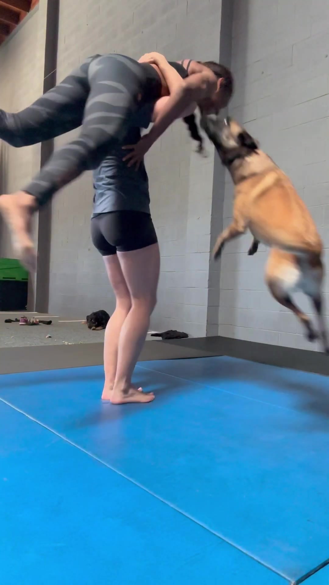 'Video thumbnail for Didn’t think we’d pull off this one! #nailedit #wmma #malinois #mmatraining #kinda'