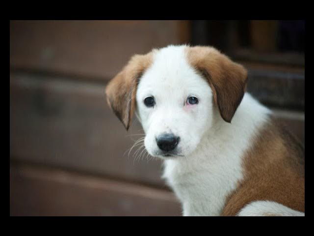 Video thumbnail for Can Puppies Actually Watch TV? You Might Be Surprised!