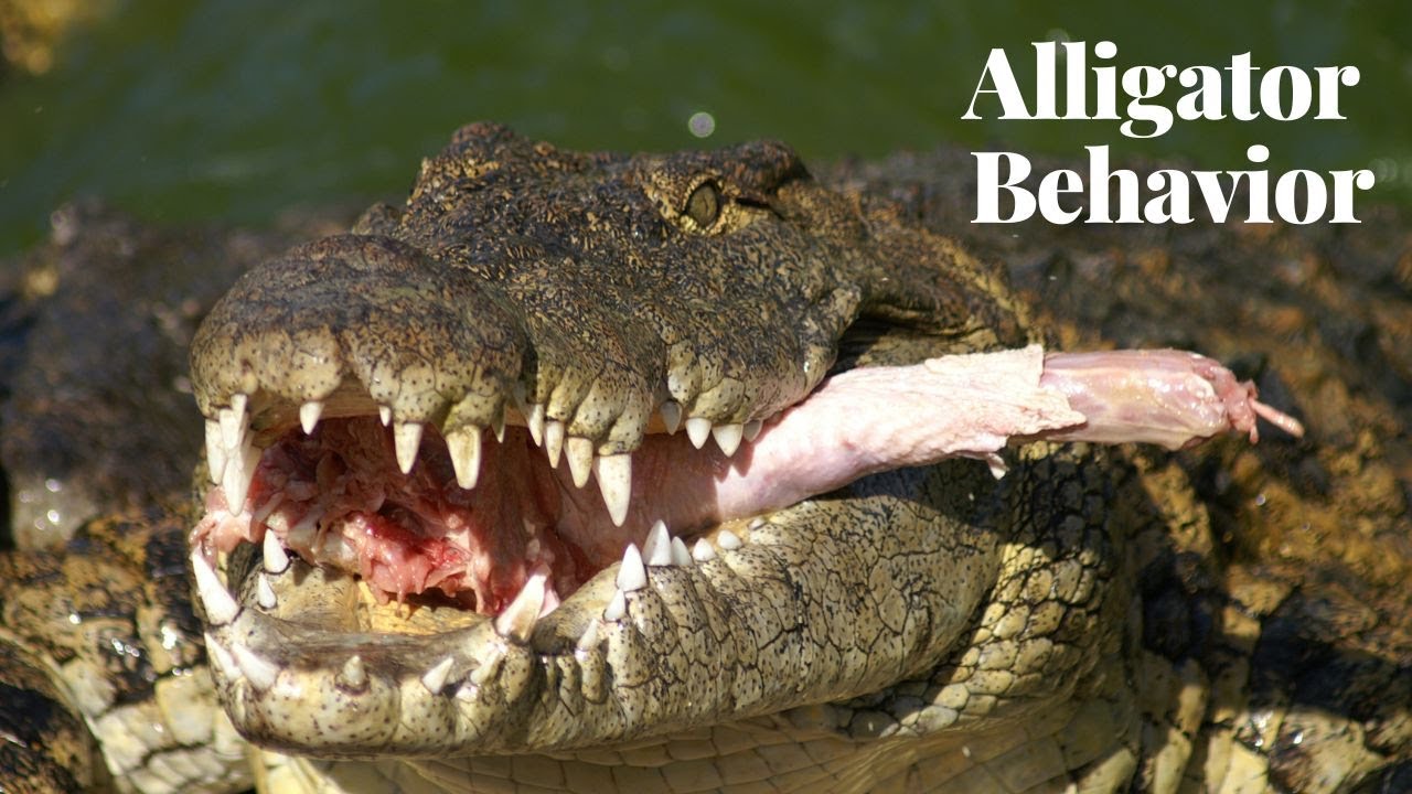 'Video thumbnail for Understanding Alligator Behavior Insights into Their Fascinating Traits and Habits'