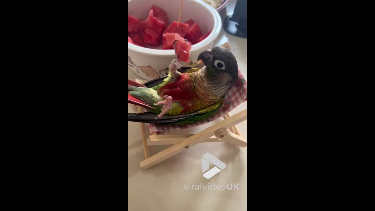 Video thumbnail for V4999 Chilled-out parrot feasts on watermelon