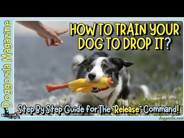 'Video thumbnail for How to Train Your Dog to Drop it on Command?'