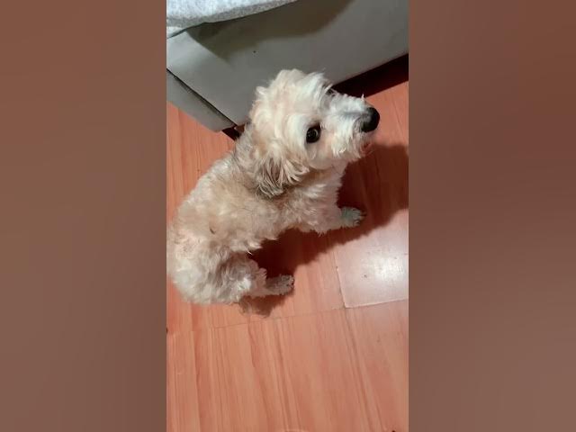 Video thumbnail for To challenge my dog Noah.Sinubukan ko kng susunod sya sa mommy nya. Ang tagal bago nya ako sinunod.