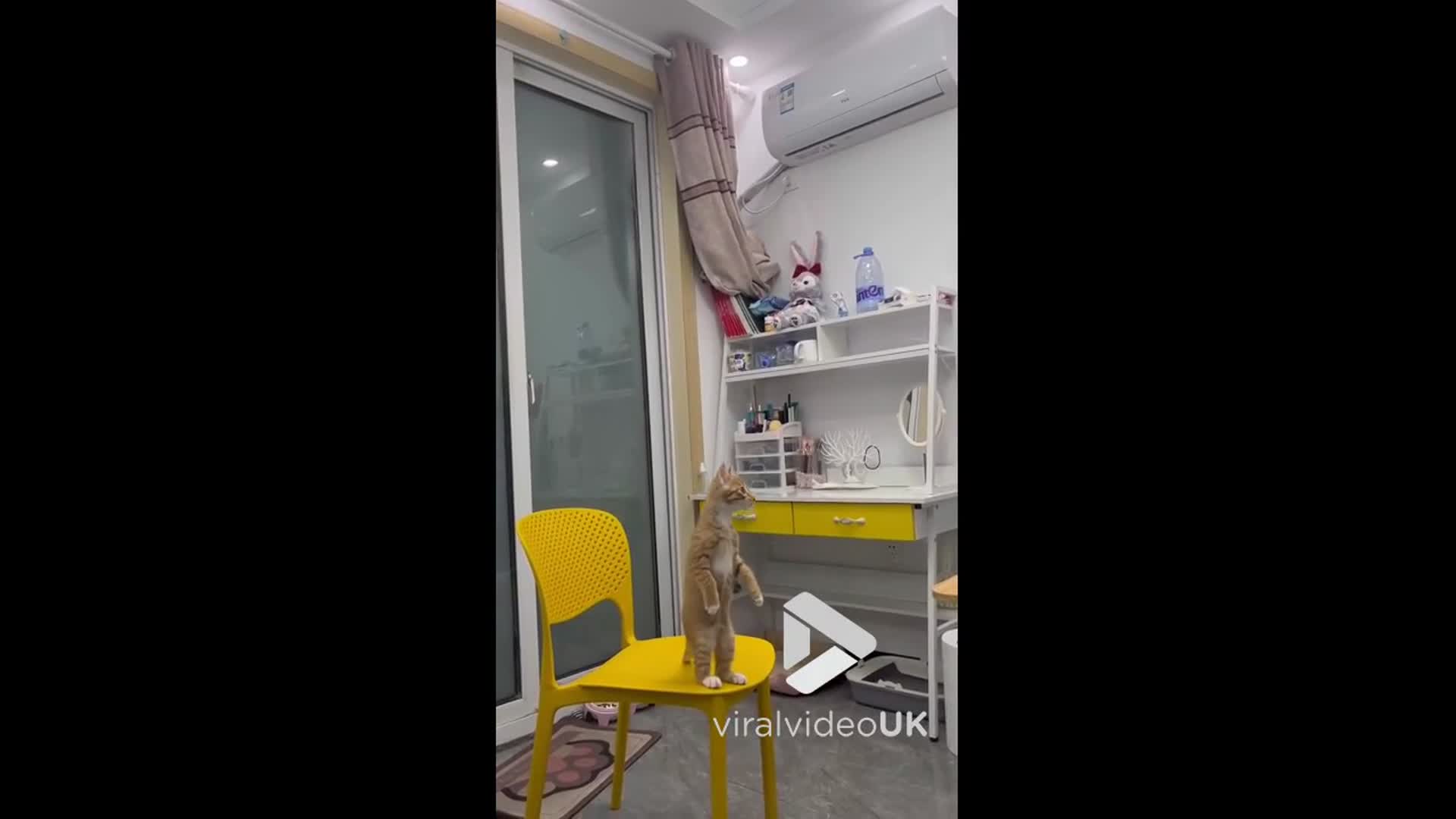 'Video thumbnail for VV4973 Cat stands upright and steels the show'