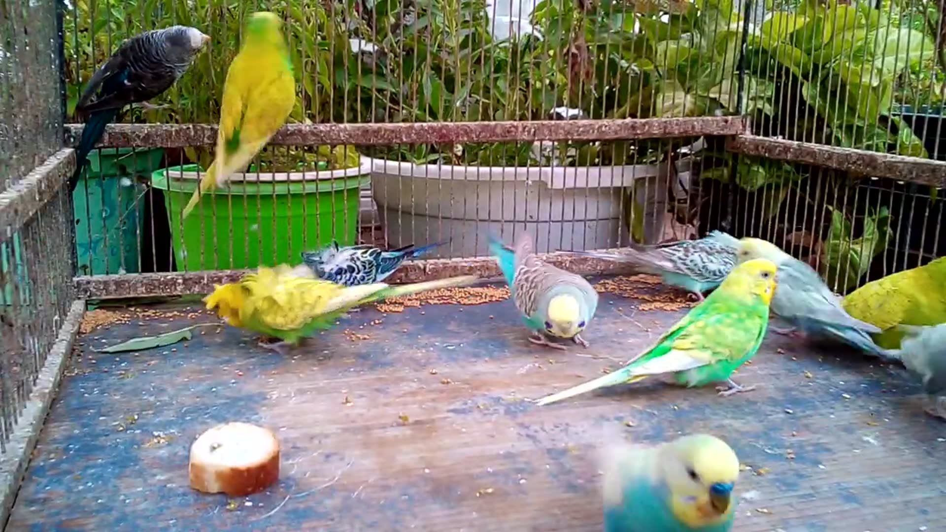 'Video thumbnail for 🦜 Parrot Pranks Sleeping Owner! 😂 Too Savage!'