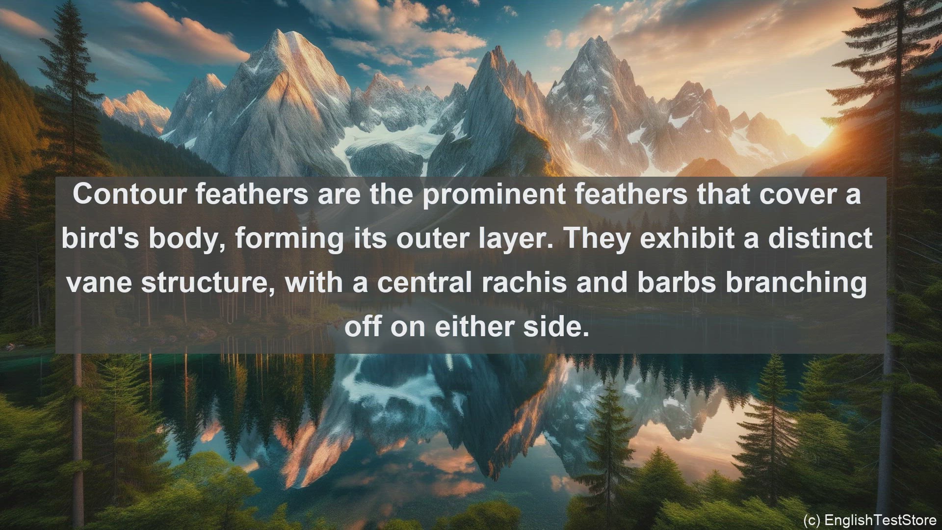 'Video thumbnail for Contour feathers in science  definition and examples'
