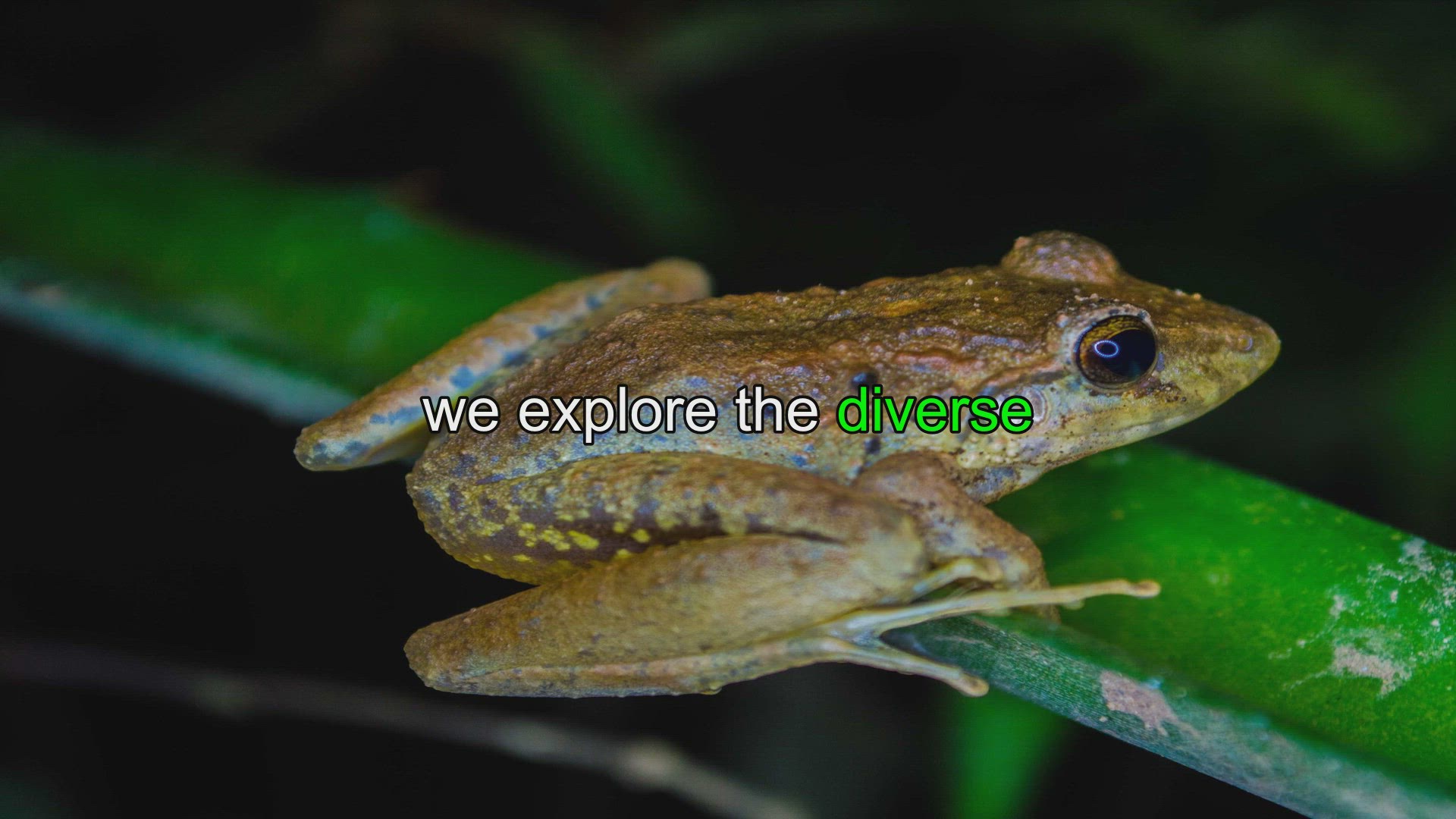 5 Examples Of Amphibians