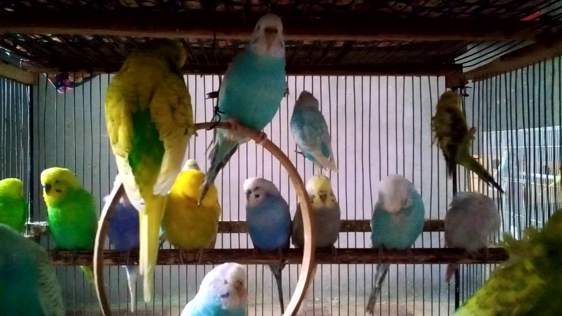 'Video thumbnail for udgie Love Story in Chirps 💌🎶  Cutest Pair Ever!'