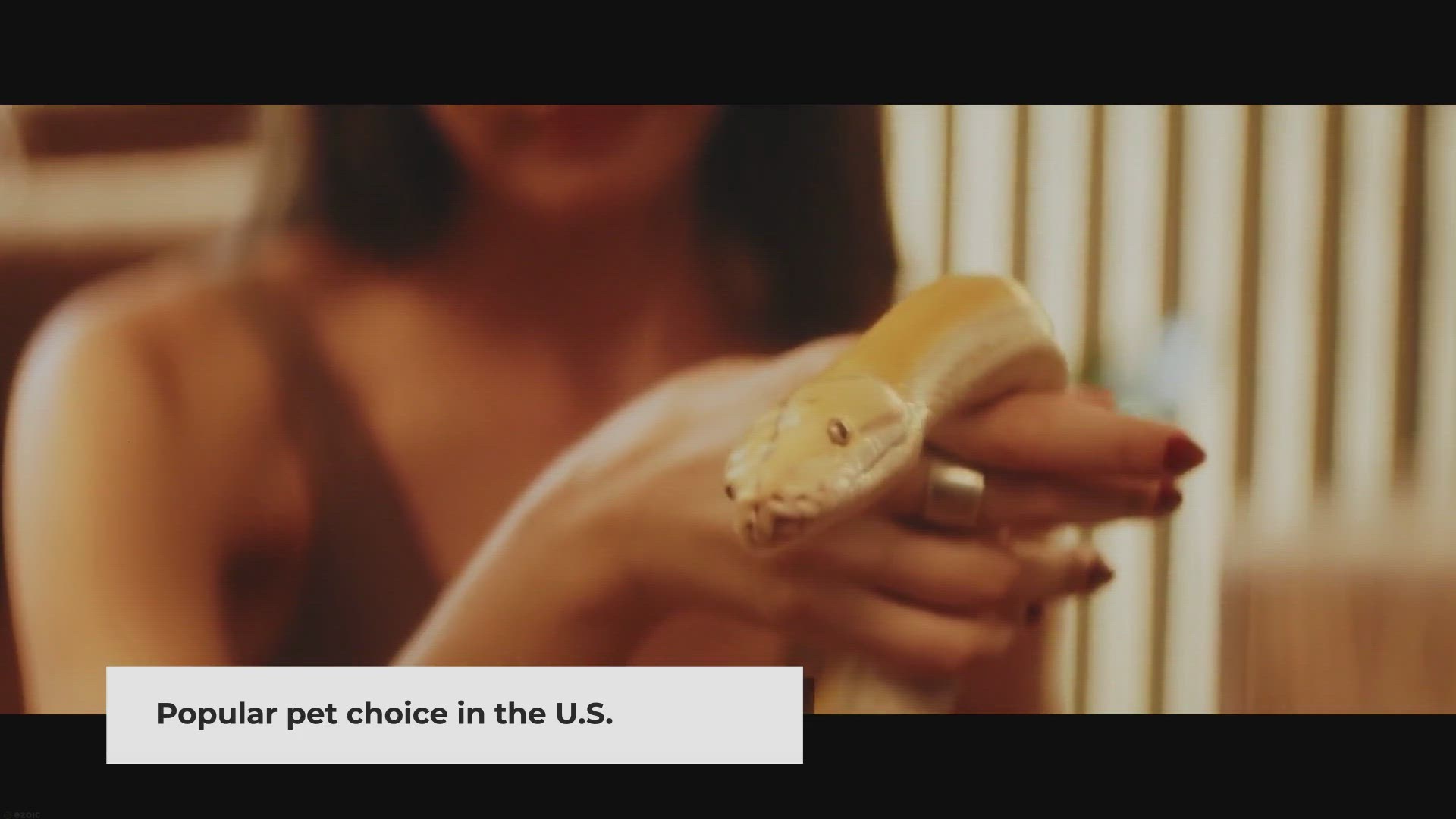 Video thumbnail for What is the size of a corn snake?