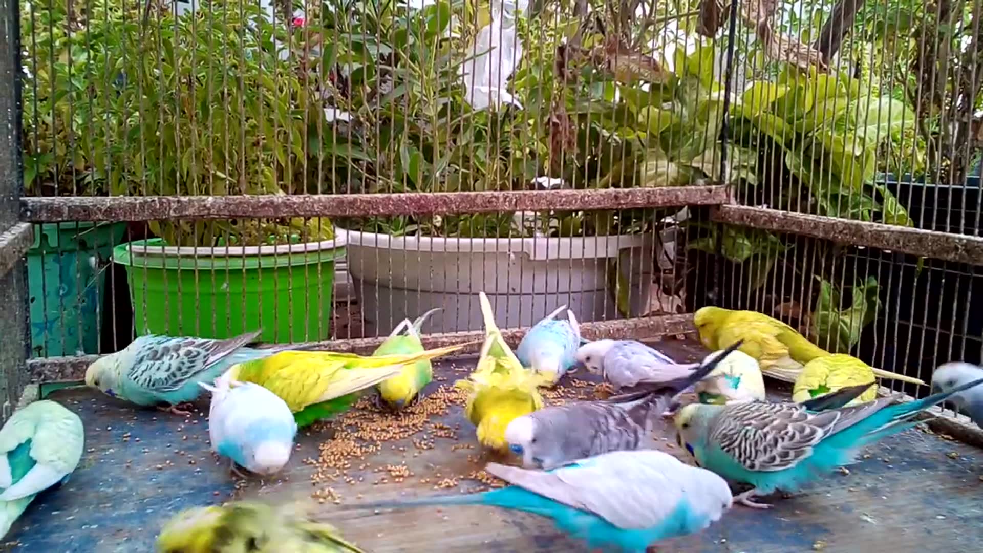 'Video thumbnail for 🦜  Parrot Hacks That'll Change Your Life! 🤯'
