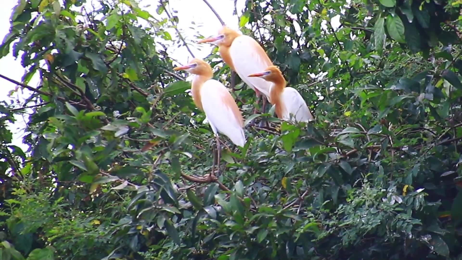 Video thumbnail for The family of wild cute bird on nest