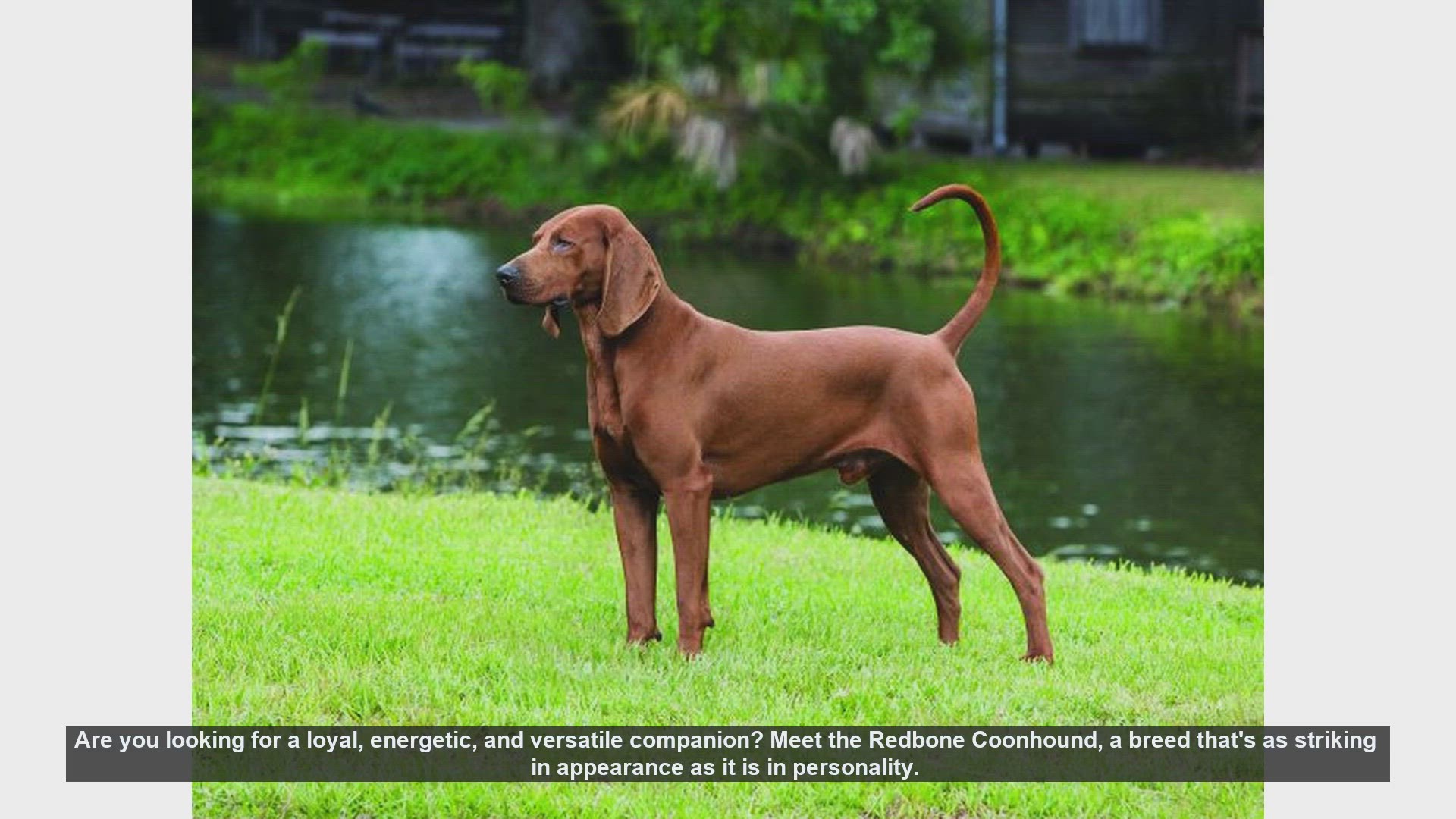 Redbone Coonhound - Description, Energy Level, Health, Fun Facts