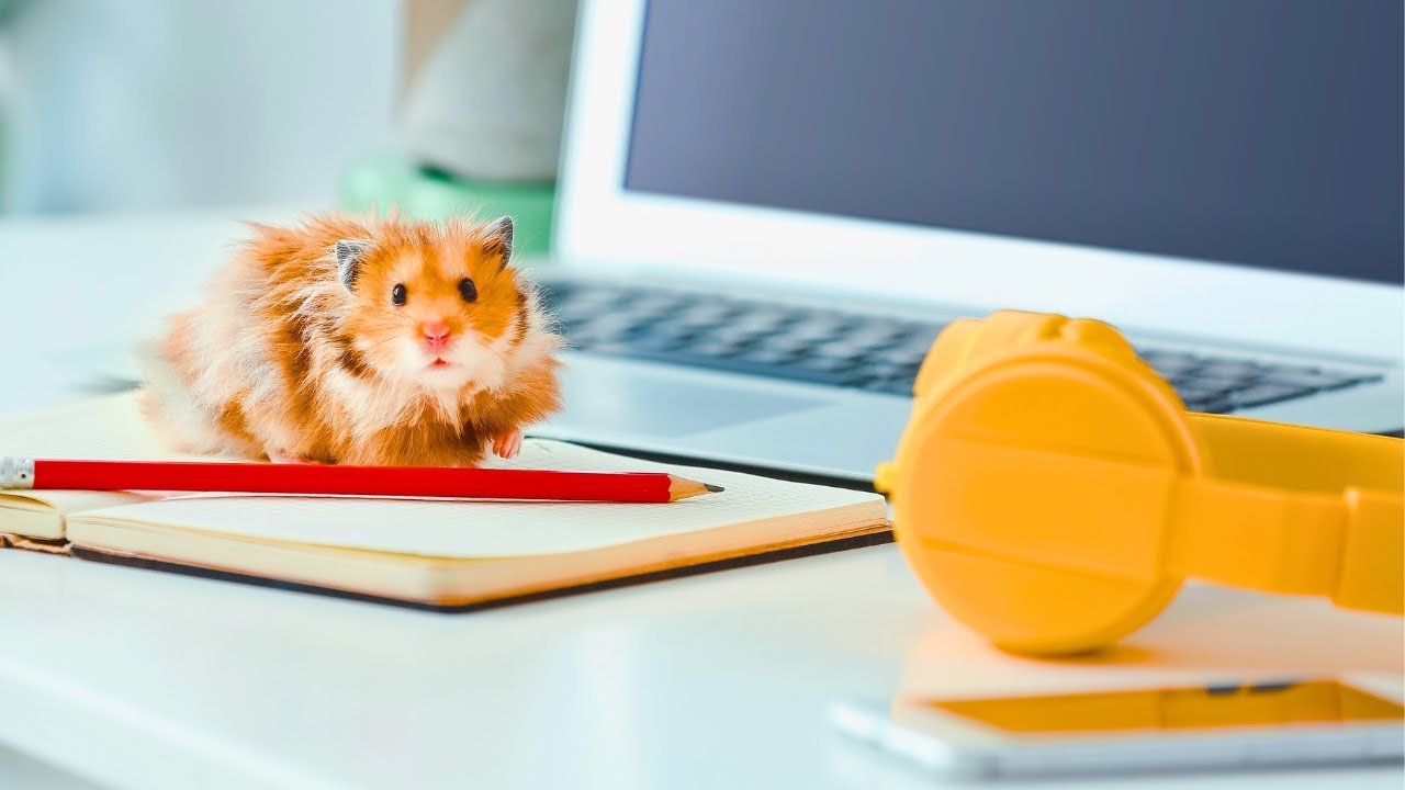 Video thumbnail for Do Hamsters Like Music? 🐹🎵 The Answer Might Surprise You!