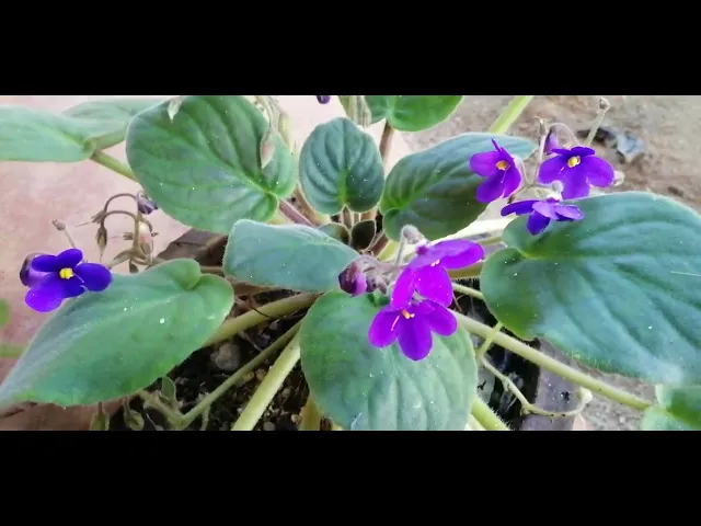 Video thumbnail for Violet Flower