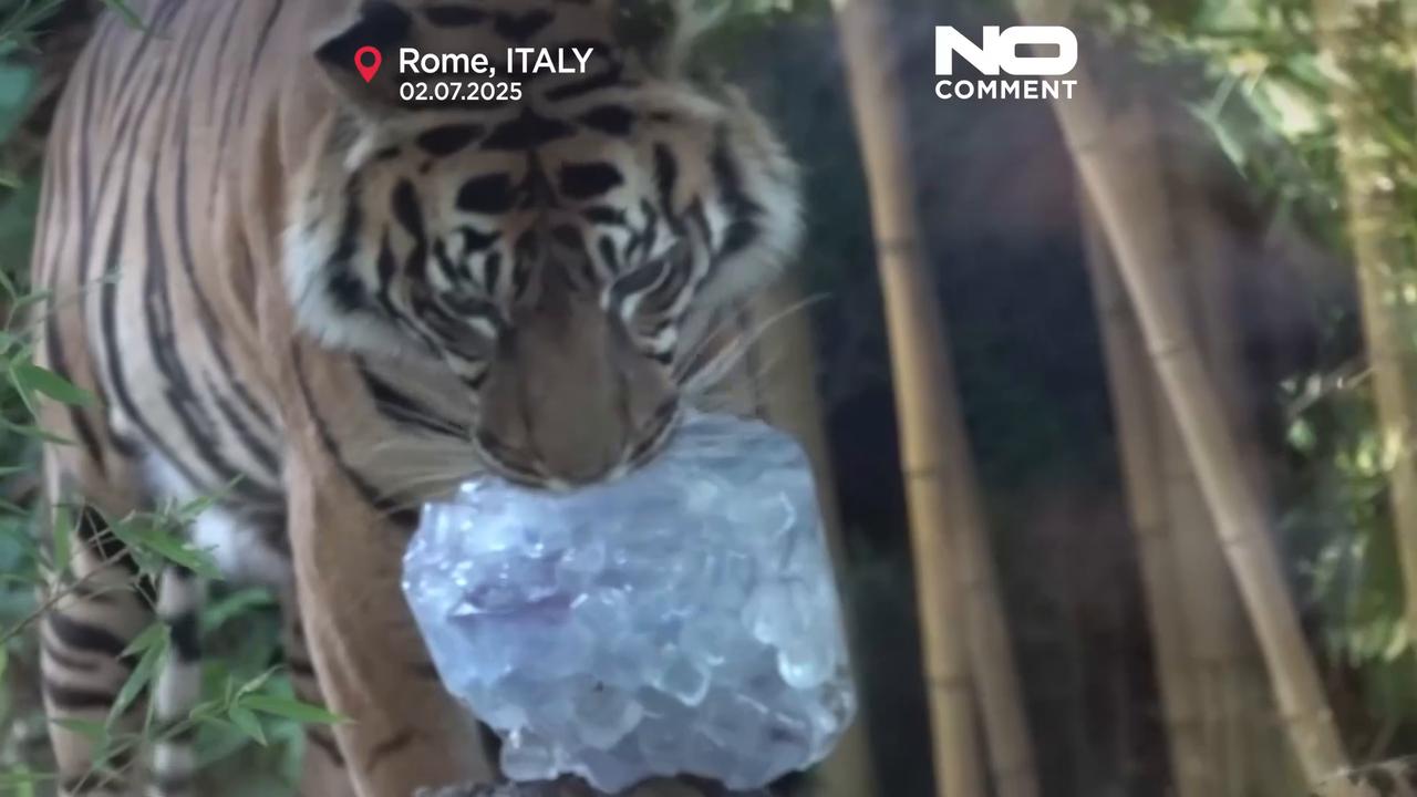 'Video thumbnail for Rome zoo cools animals with icy treats as heatwave grips Italy'