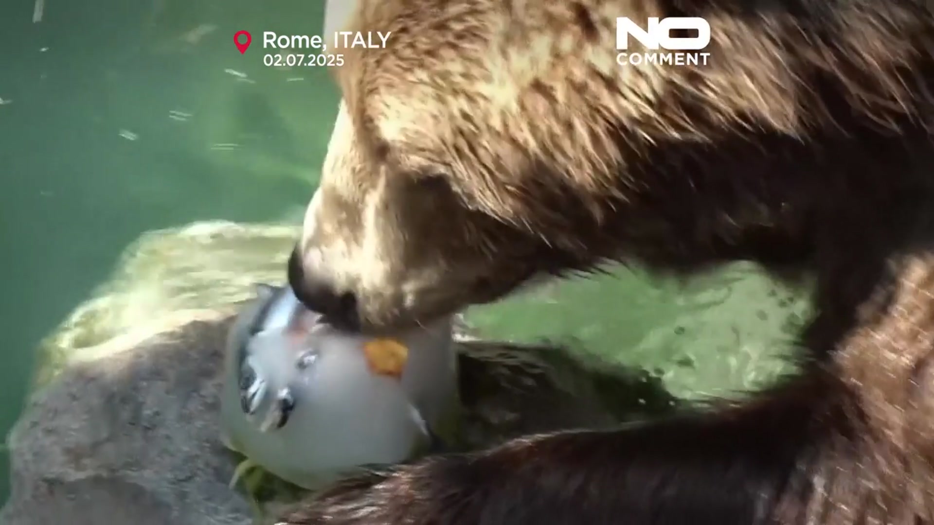 'Video thumbnail for Rome zoo cools animals with icy treats as heatwave grips Italy'