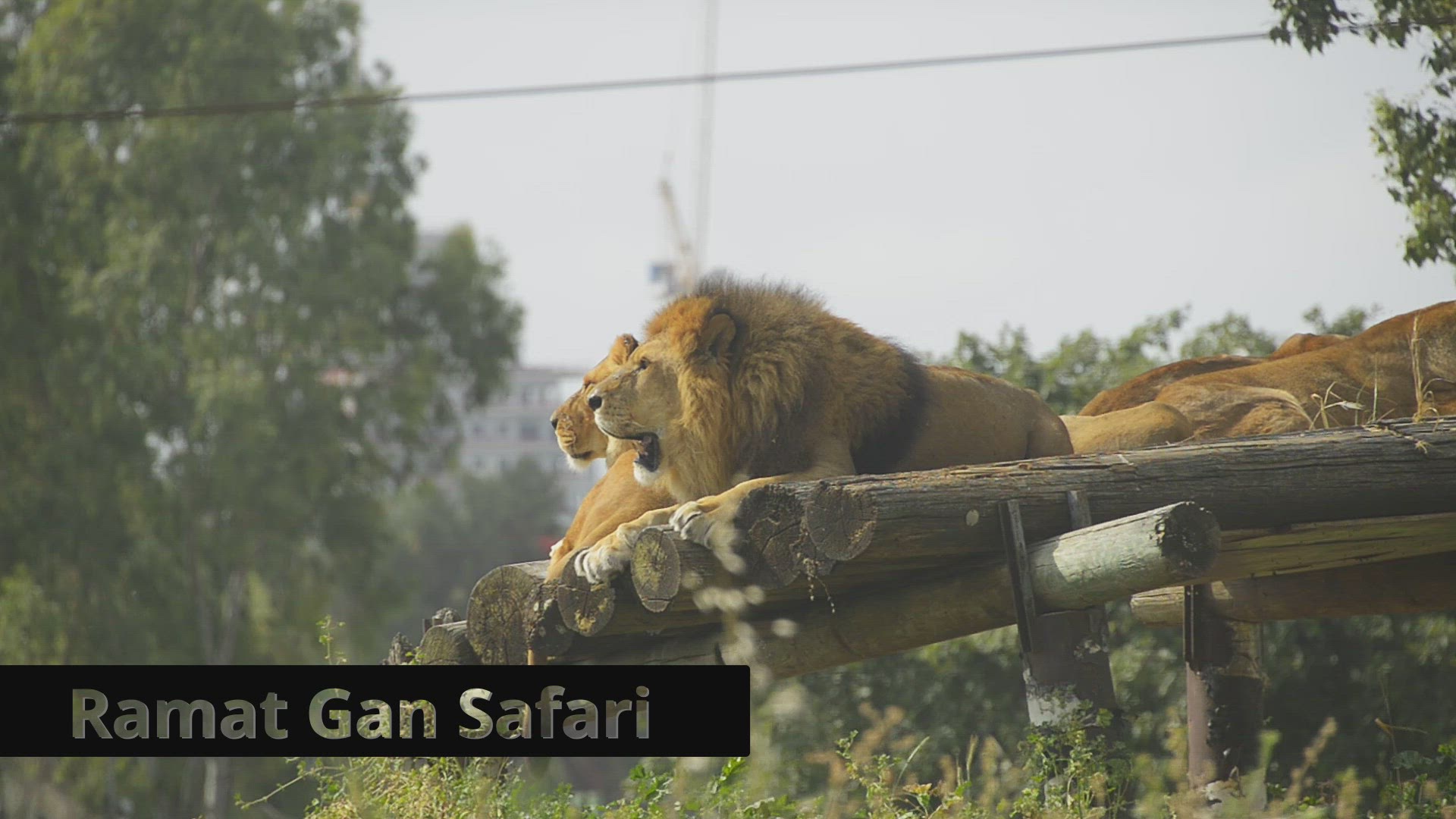 'Video thumbnail for Ramat Gan Safari'