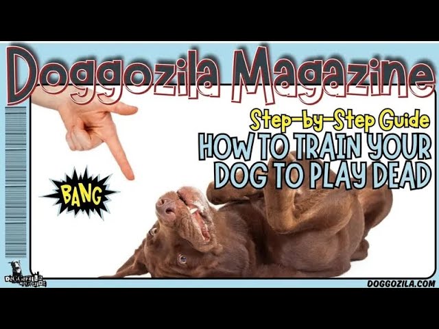 'Video thumbnail for How to Train Your Dog to Play Dead?'