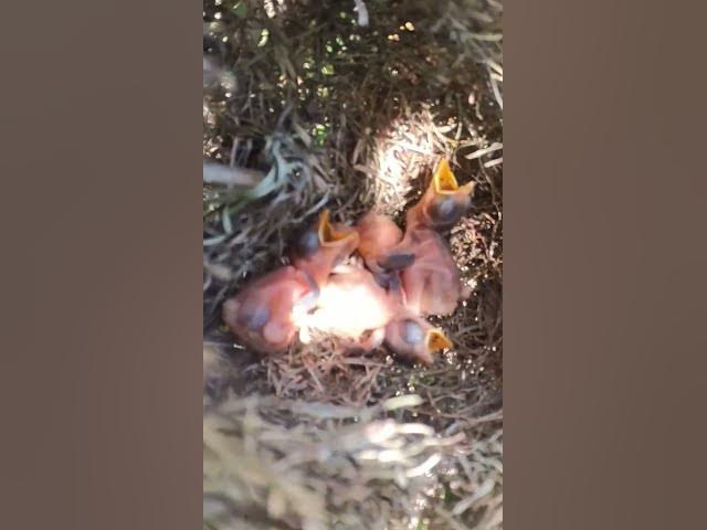 'Video thumbnail for #birdslover #birdwatch #wildlife #birdwatching #nature #birdsound'