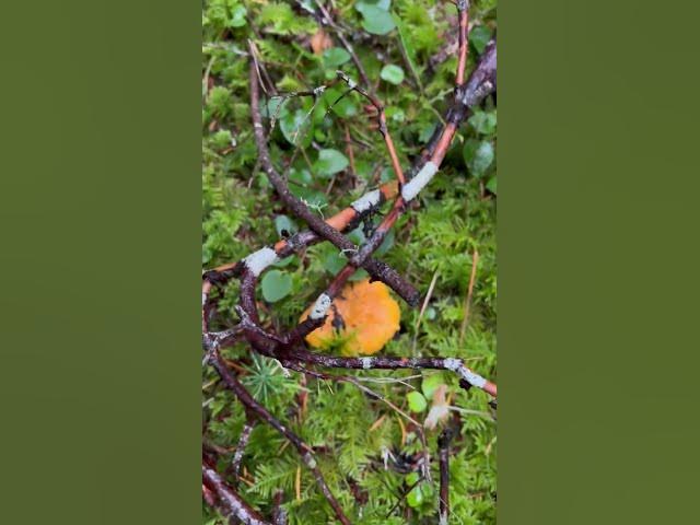 Video thumbnail for Fall colors that never get old - golden chanterelles against green!