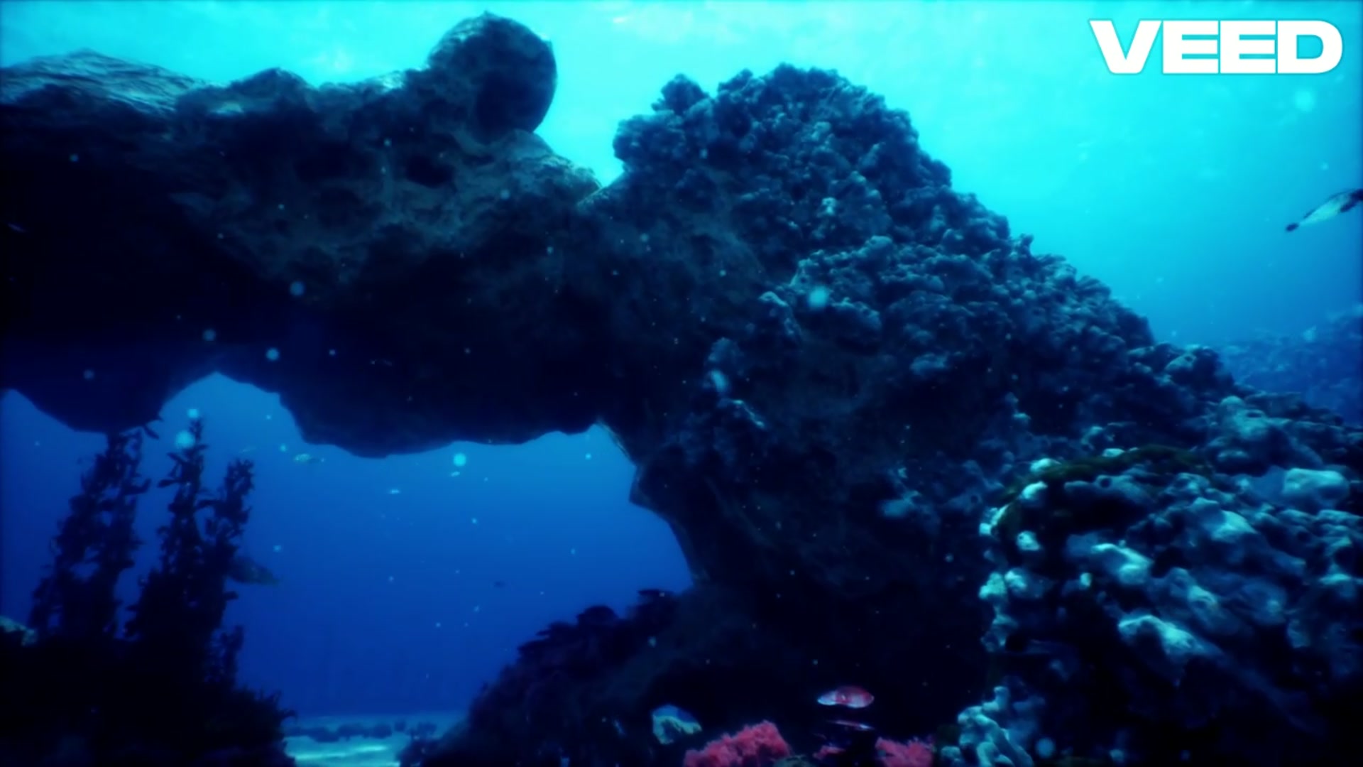 'Video thumbnail for Discover the Vibrant World of Butterfly Fish!'