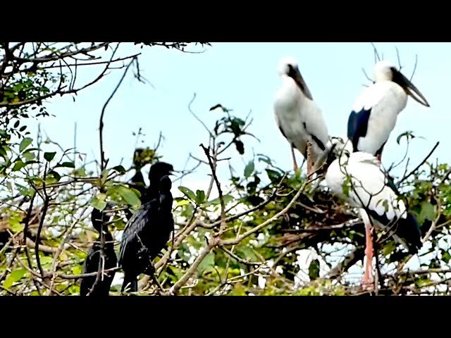 Video thumbnail for Cockroach​ wild, Crane wild bird come back area for made nest