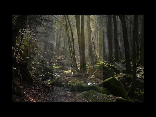 Video thumbnail for relaxing music from japanesse forest  #music#relaxing #scottbuckley #ketenanganhati