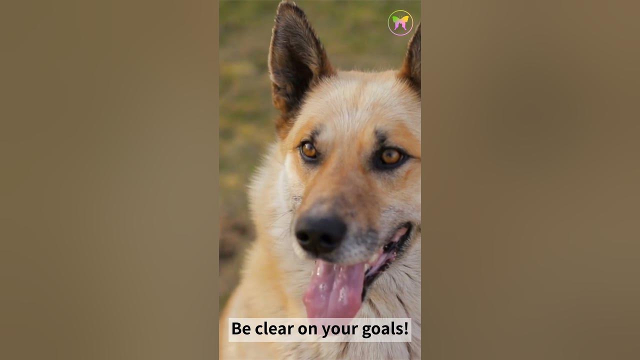 Video thumbnail for A Message from Dog