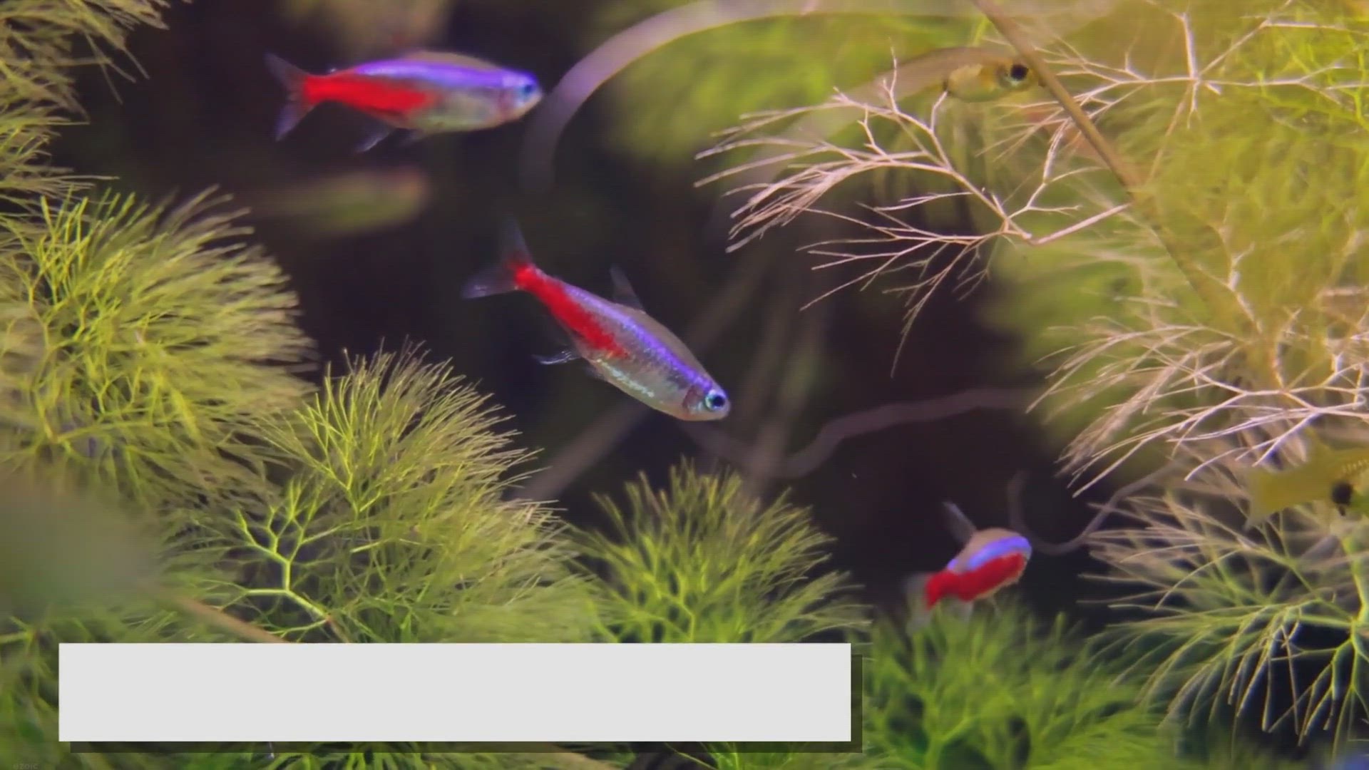 Video thumbnail for The Ideal Neon Tetra Group Size: Ensuring a Thriving Tank
