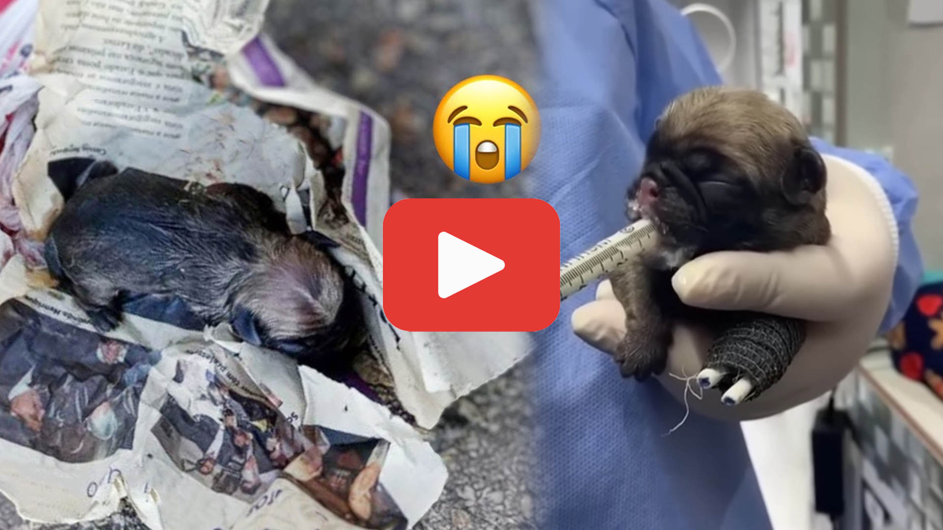 'Video thumbnail for Newborn and Defenseless—Puppy Missing a Leg Found Crying in a Sack'