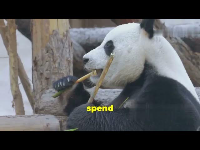 Video thumbnail for Top 4 Unique Lazy Animals