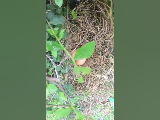 'Video thumbnail for #birdspotting #birdslover #birdwatch #wildlife #birdwatching #nature #birdfeeding #birdsounds #birds'