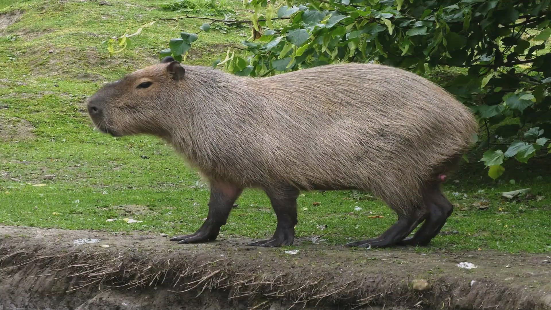 12 Unusual Animal Friends, Including the Capybara and Crocodile