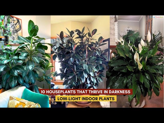 Video thumbnail for 10 Houseplants That Thrive in Darkness | Low-Light Indoor Plants